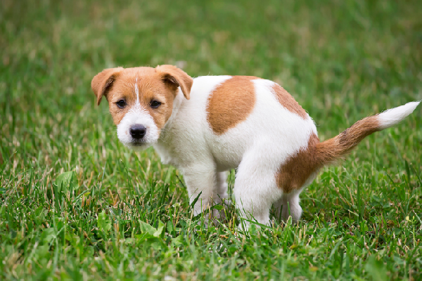  A squatting canine to pee or poop on the grass. "Width =" 600 "top =" 400 "/> 

<p id=
