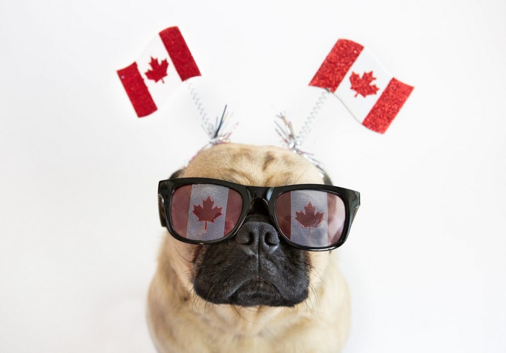  Uncover seven fashionable Canadian canine names within the Trupanion database. "class =" wp-image-42186 "/> 

<p> For those who've lately introduced a brand new canine house and are searching for the right title, look no additional than these distinctive Canadian canine names. roots have begun in Canada and we're actually proud to say that we had been based in Vancouver, BC. Once you welcome a brand new canine to your property, you positively need them to really feel to be a part of the household and slot in completely with the group.And the title of a canine can inform lots about his persona and may encourage his journey in life.The title of your canine could be influenced by many elements, reminiscent of its location, individual or area.We’re curious to know which Canadian canine names are hottest within the Canadian provinces.With over 400,000 animal names within the base of knowledge <strong> Trupanion </strong> in s Collectively, we’re proud to introduce these new canine title concerns. </p>
<h2> <strong> Seven fashionable and important Canadian canine names to think about in your new finest buddy </strong> </h2>
<p><img src=